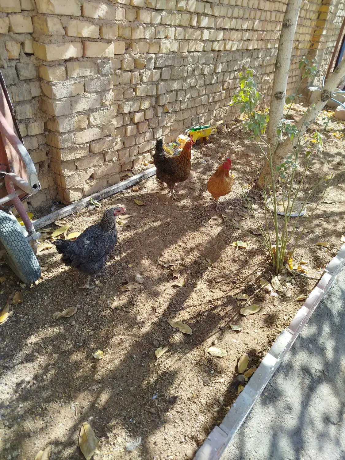 مرغ امسالی تخمگذار|حیوانات مزرعه|زنده رود, |دیوار