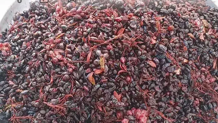 آب زرشک کوهی جوشیده شده|خوردنی و آشامیدنی|گرمسار, |دیوار