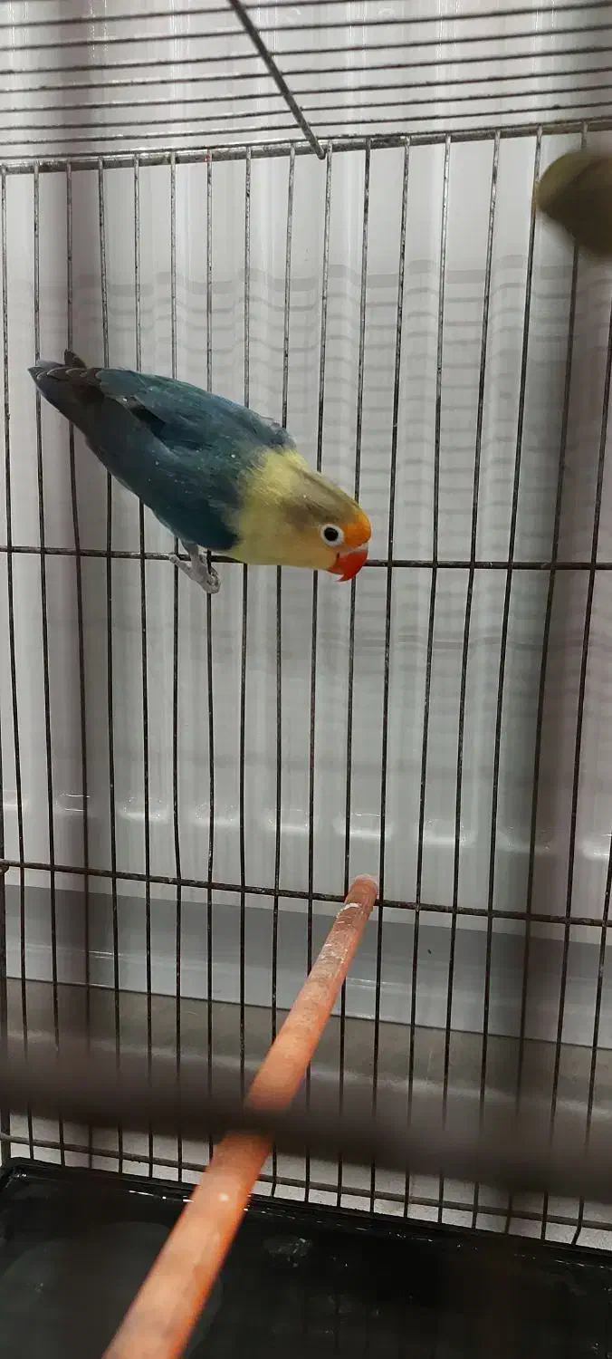 طوطی کوتوله|پرنده|مشهد, دانشجو|دیوار