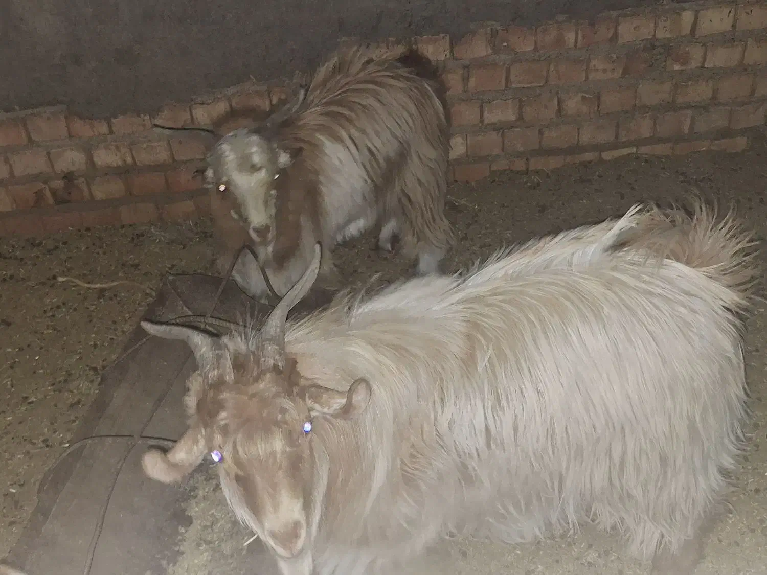 فروش گوسفند چپش نری|حیوانات مزرعه|زرند, |دیوار