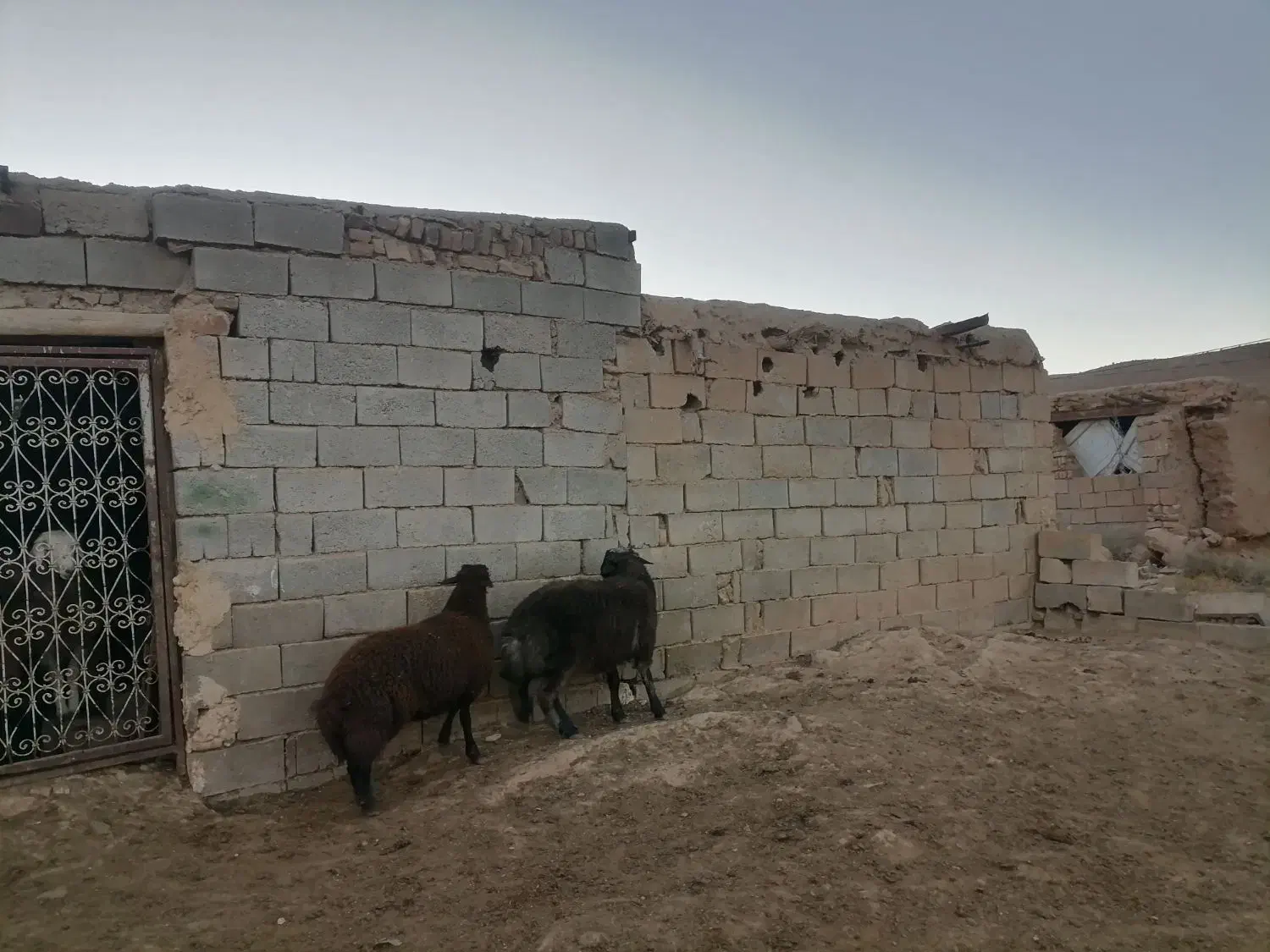 دوعدد بره نر هترو|حیوانات مزرعه|تربت جام, جلگه موسی آباد|دیوار
