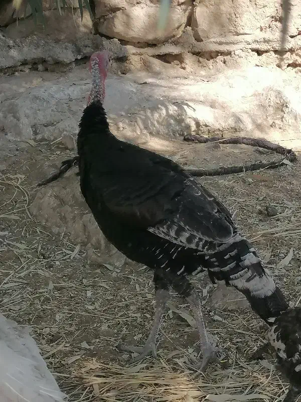 بوقلمون|حیوانات مزرعه|چرام, |دیوار