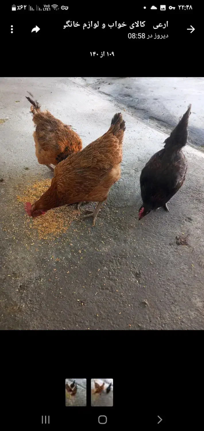 مرغ تخمی|حیوانات مزرعه|پیر سلیمان, |دیوار