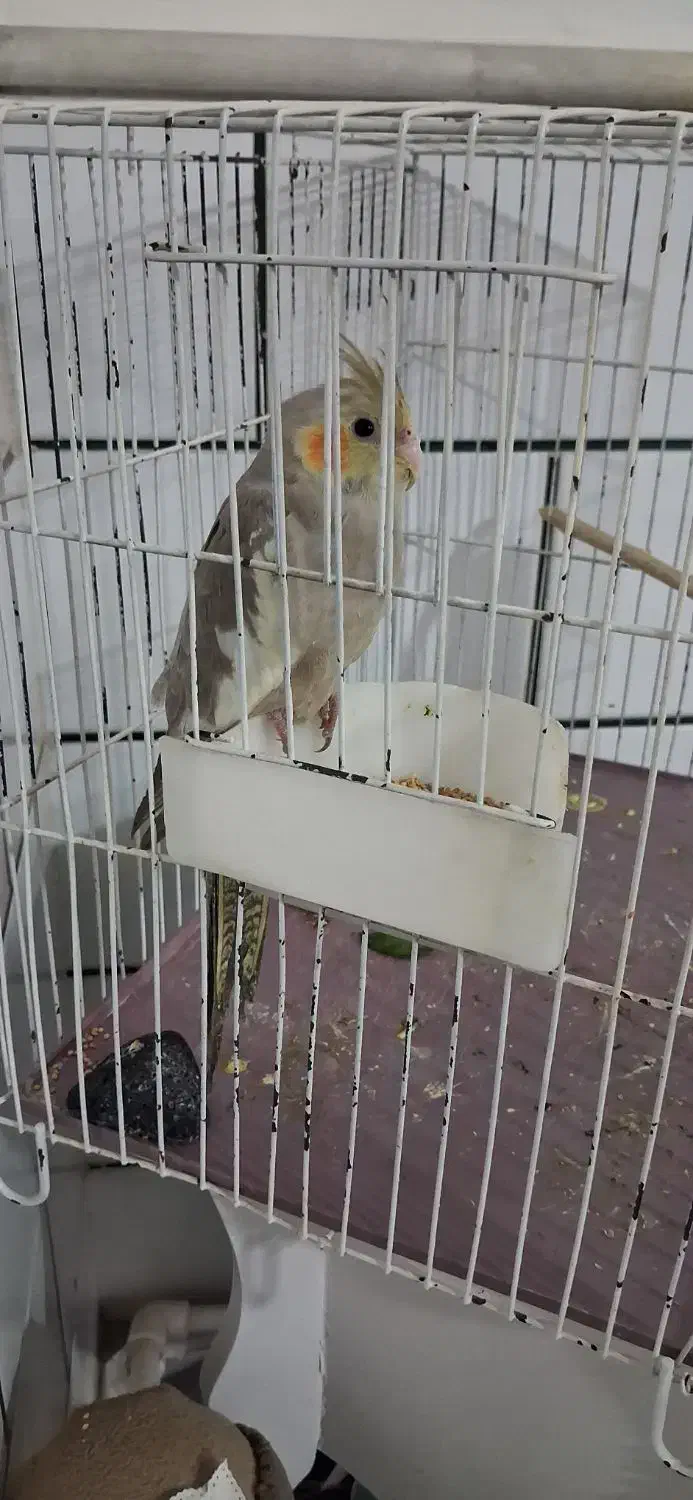 عروس هلندی|پرنده|ساوه, |دیوار