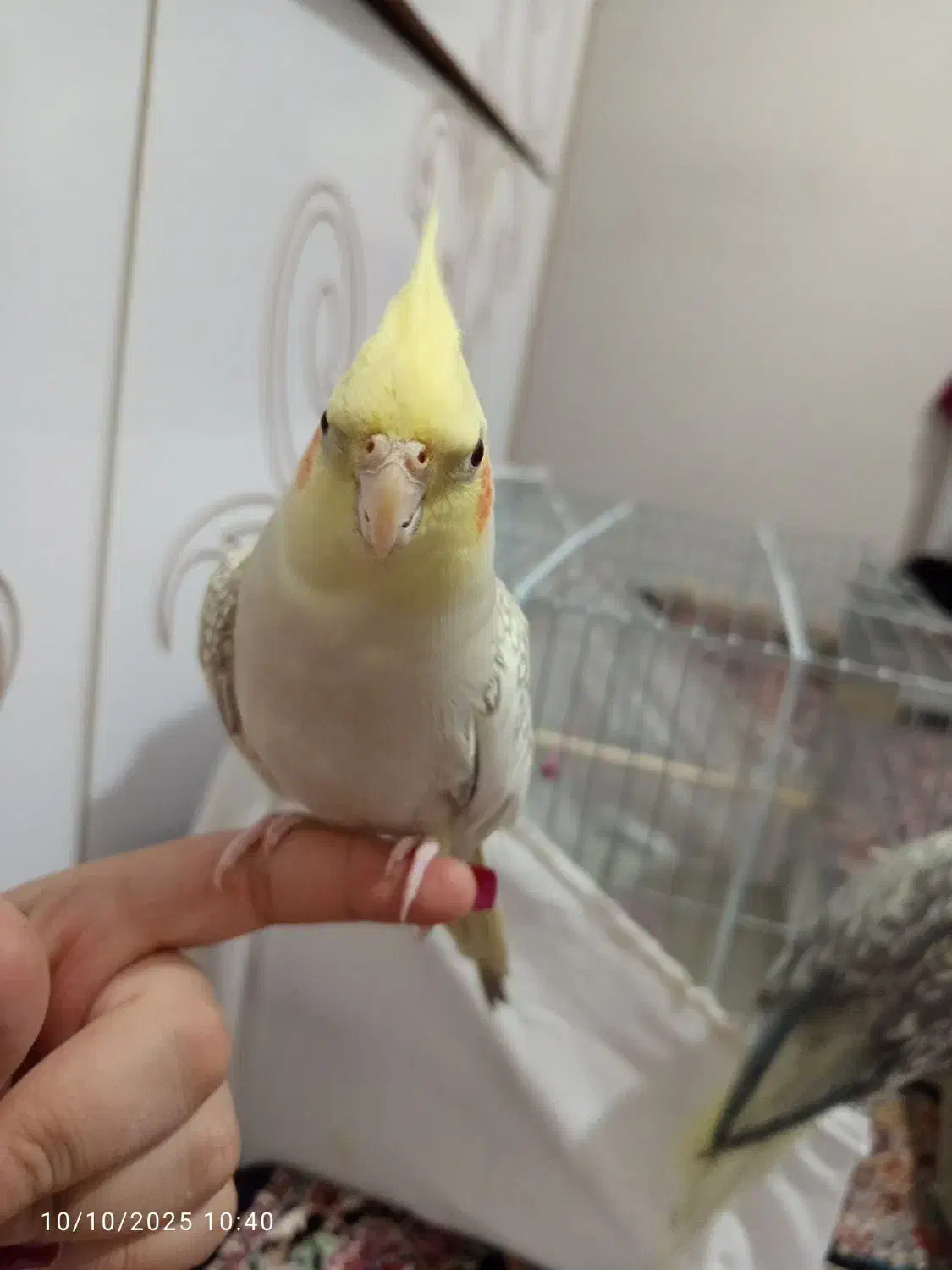 عروس هلندی طلایی|پرنده|سراب, |دیوار