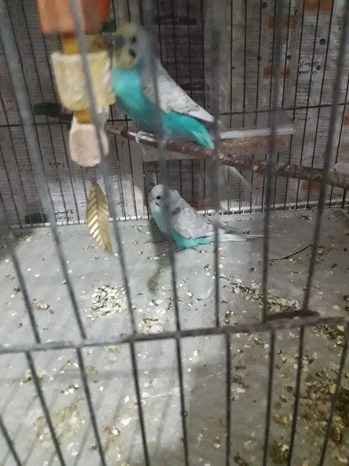 مرغ عشق|پرنده|گلبهار, شهر جدید گلبهار|دیوار