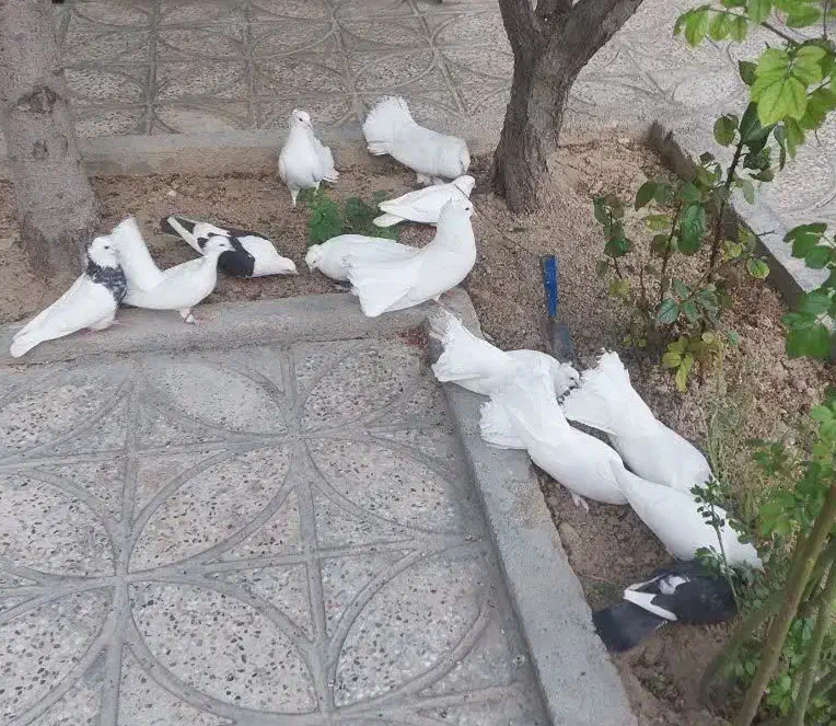 کبوتر چتری سفید بدون غلط کاکلی|پرنده|تیران, |دیوار