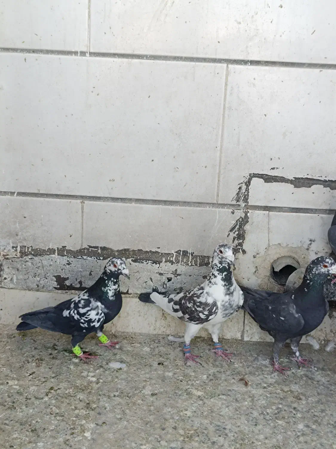 پلاکی بزک|پرنده|شیراز, گویم|دیوار