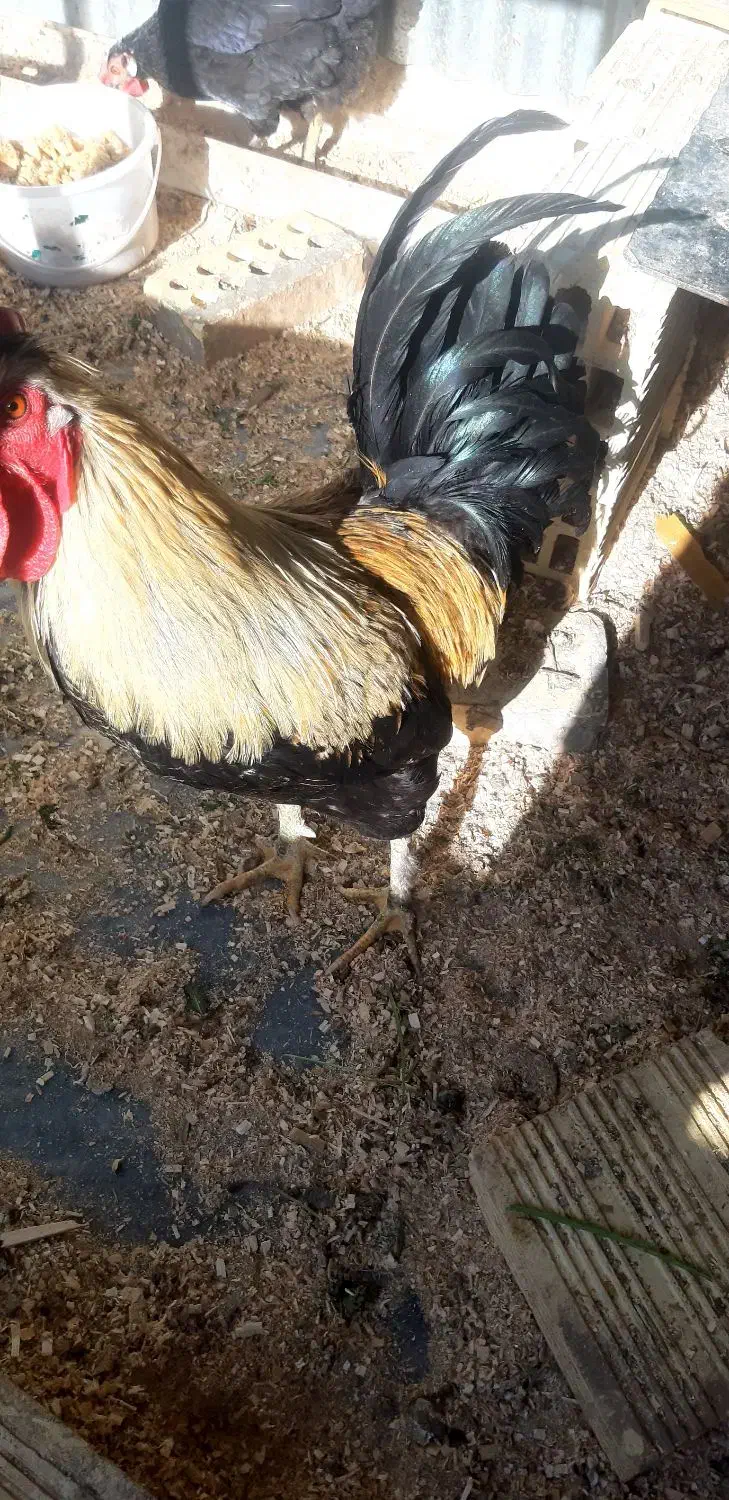 خروس جوان چهل تاج|حیوانات مزرعه|خمینی‌شهر, |دیوار