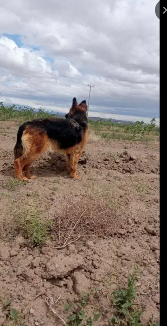 واگذاری ژرمن ماده/فوری|سگ|کاشمر, |دیوار