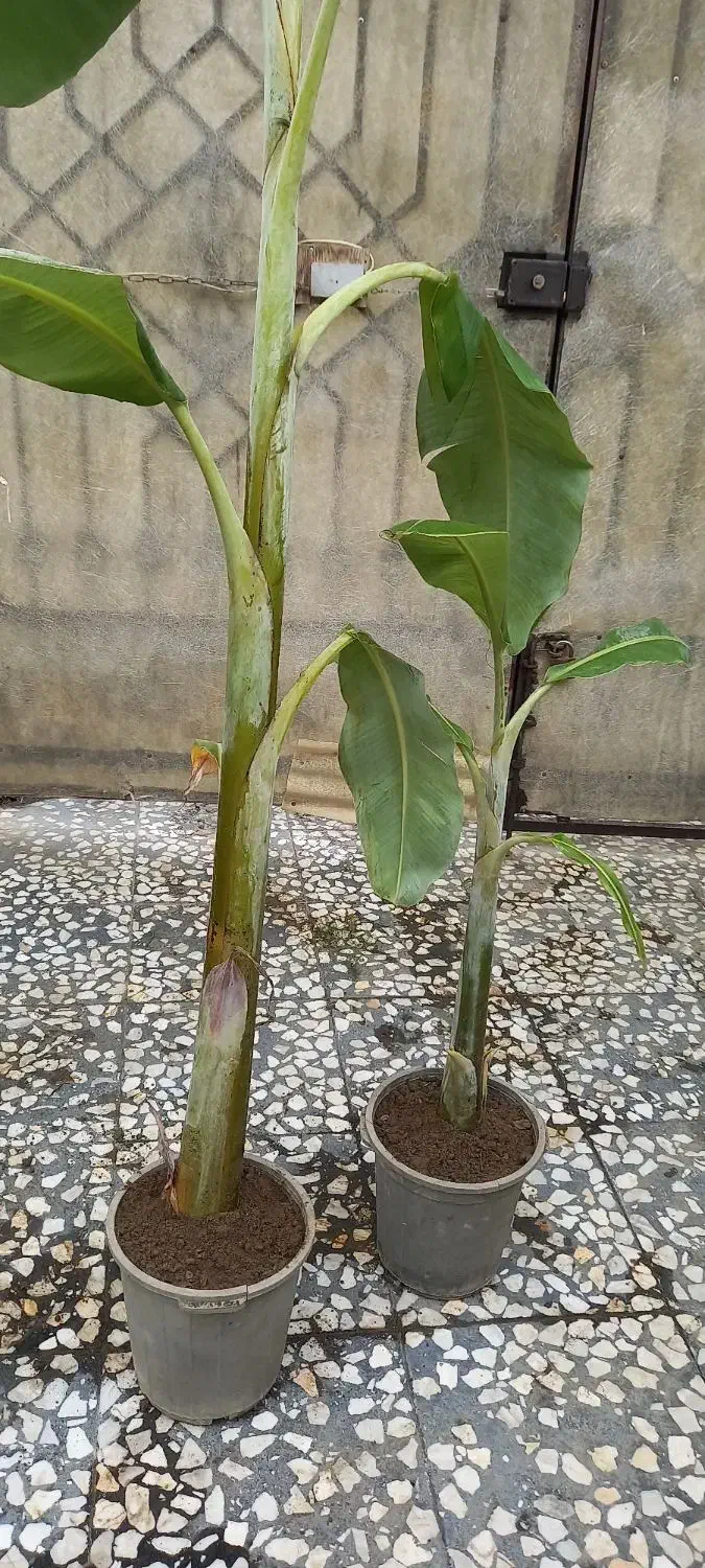 گل وگیاه|گل و گیاه طبیعی|رودسر, |دیوار