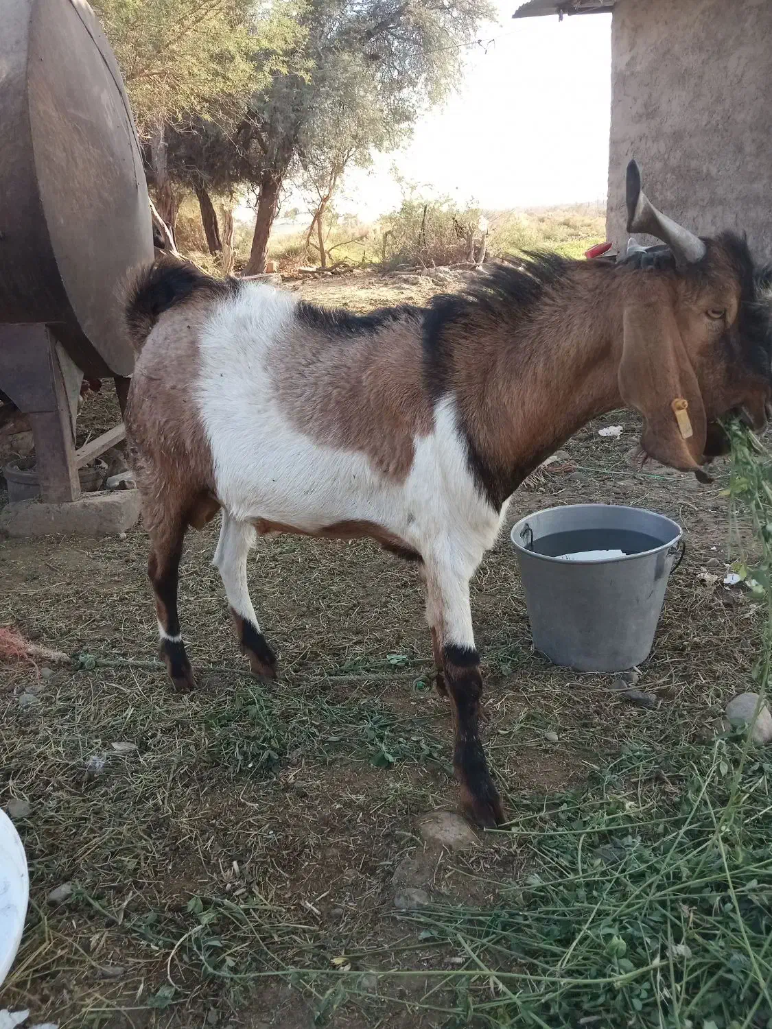 چپشت پاکستانی|حیوانات مزرعه|جیرفت, |دیوار