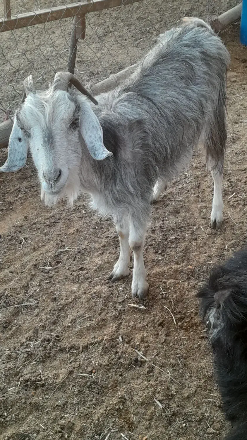 کولار وب ز رومایه گرم|حیوانات مزرعه|مرودشت, ده بید|دیوار