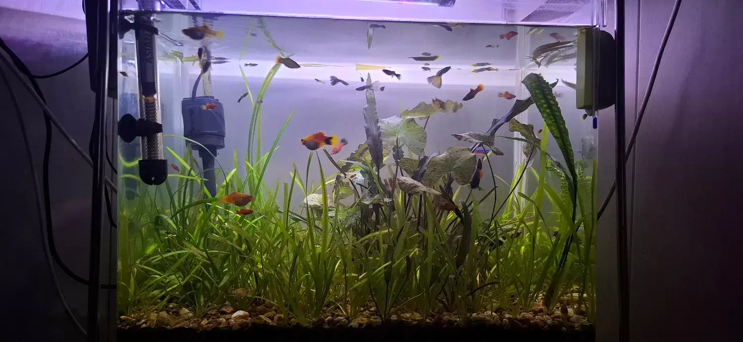 آکواریوم|ماهی|پیرانشهر, |دیوار