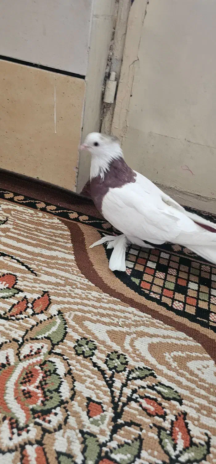 نر طوقی سرخ (معاوضه ام دارم)|پرنده|فلاورجان, |دیوار