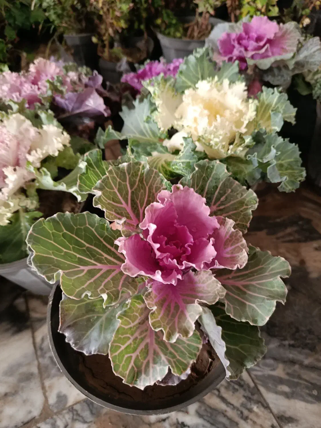 گل و گیاه ( فروش فوری ویژه فصل)|گل و گیاه طبیعی|مشهد, کوثر|دیوار