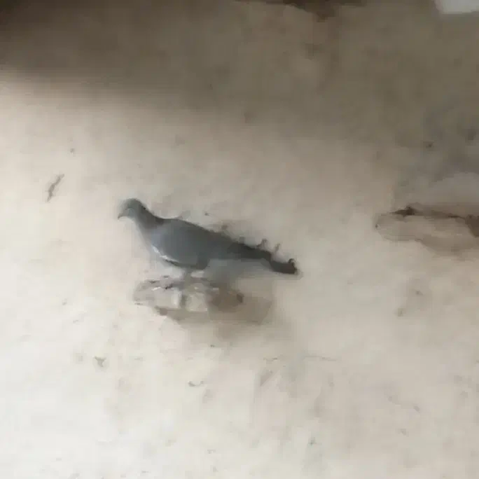 کبوتر کنگ اسپی نرو ماده و درشت|پرنده|برازجان, |دیوار