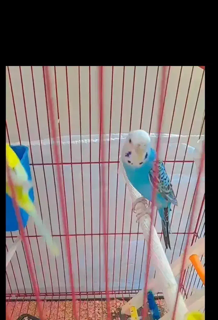 مرغ عشق مولد با ۵ عدد جوجه هاش و مولد روتخم|پرنده|محمدیه-قزوین, |دیوار