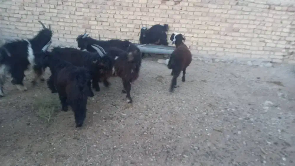 کهره نر چاق|حیوانات مزرعه|مرودشت, پشت سایپا|دیوار