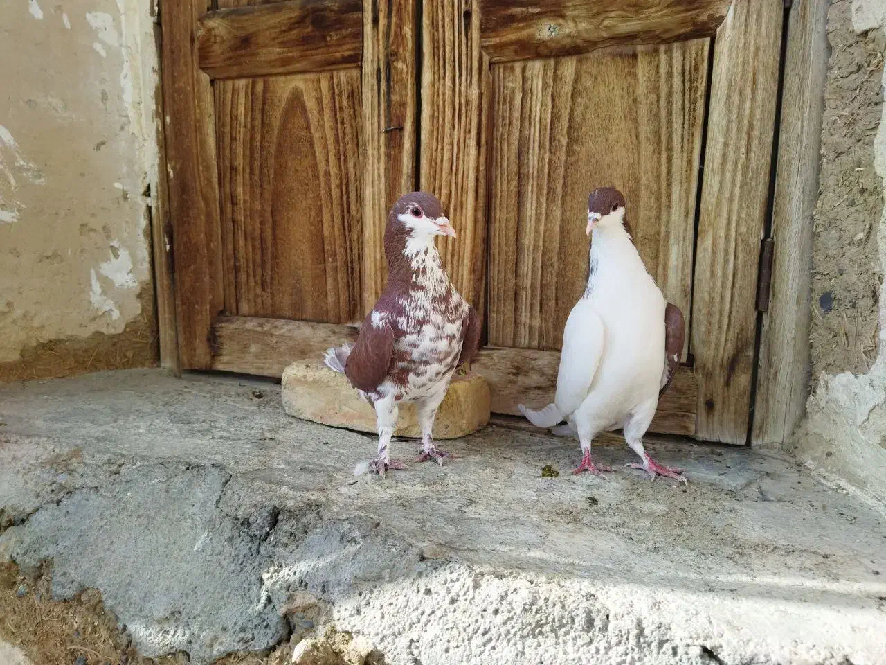 فروش کبوتر خوشرنگ و سینه ای|پرنده|فولادشهر, زاینده رود|دیوار