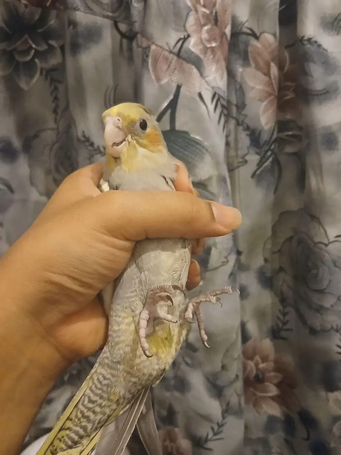 عروس هلندی سینامون  دونه ۷۰۰|پرنده|پاکدشت, شهرک امام رضا|دیوار