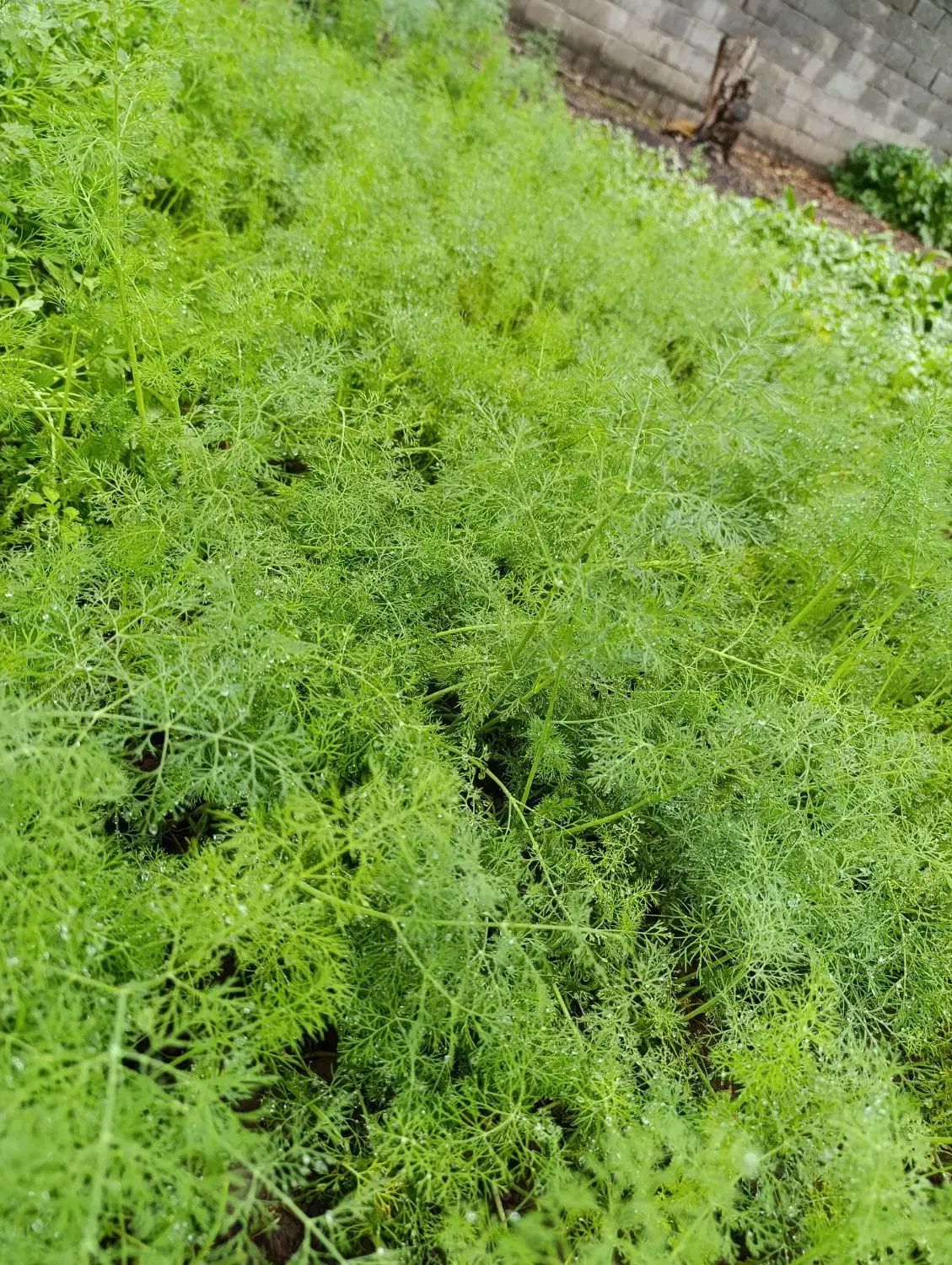 سبزی محلی ارگانیک|خوردنی و آشامیدنی|کیاشهر, |دیوار