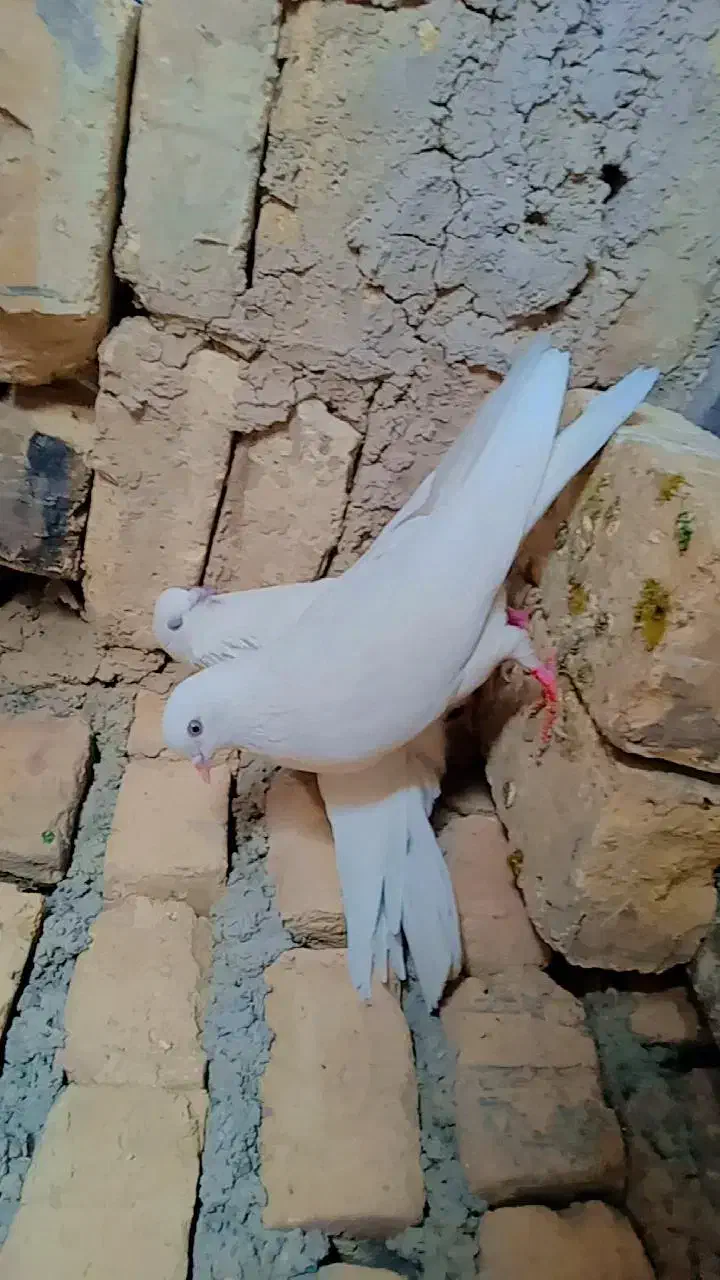 کبوتر سفید خوشرنگ تمیز|پرنده|اصفهان, ارداجی|دیوار