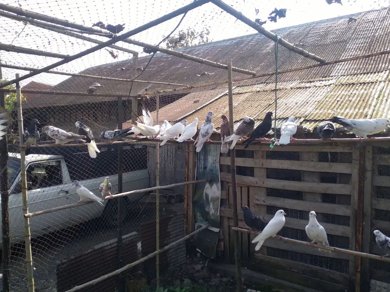 کبوتر|پرنده|رشت, حومه رشت|دیوار