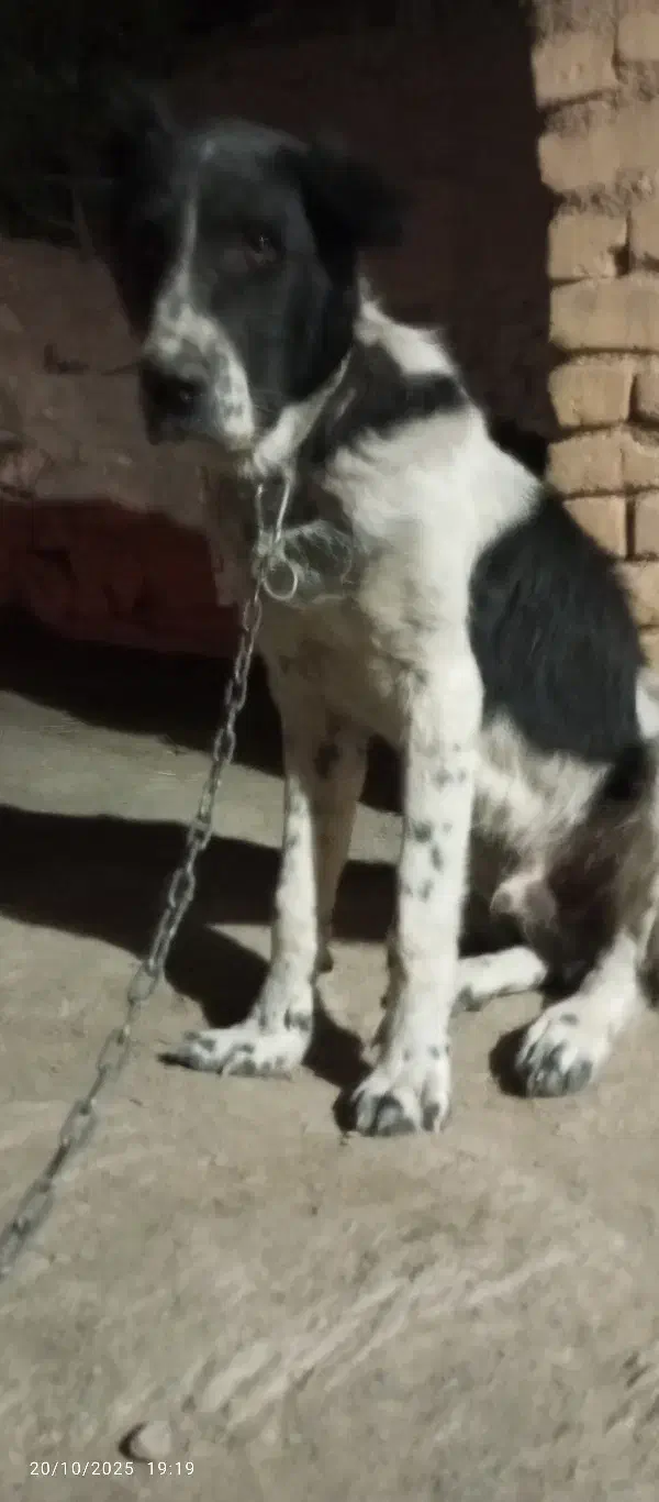 یک عدد حیوون ۷ماهه فوق العاده درشت سر کله دار .|سگ|خوانسار, |دیوار