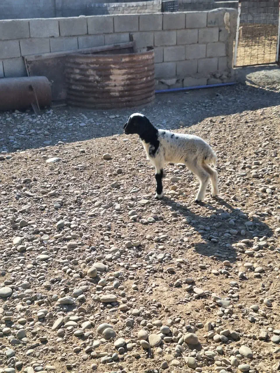 بره شیری ماده|حیوانات مزرعه|بندر ماهشهر, |دیوار