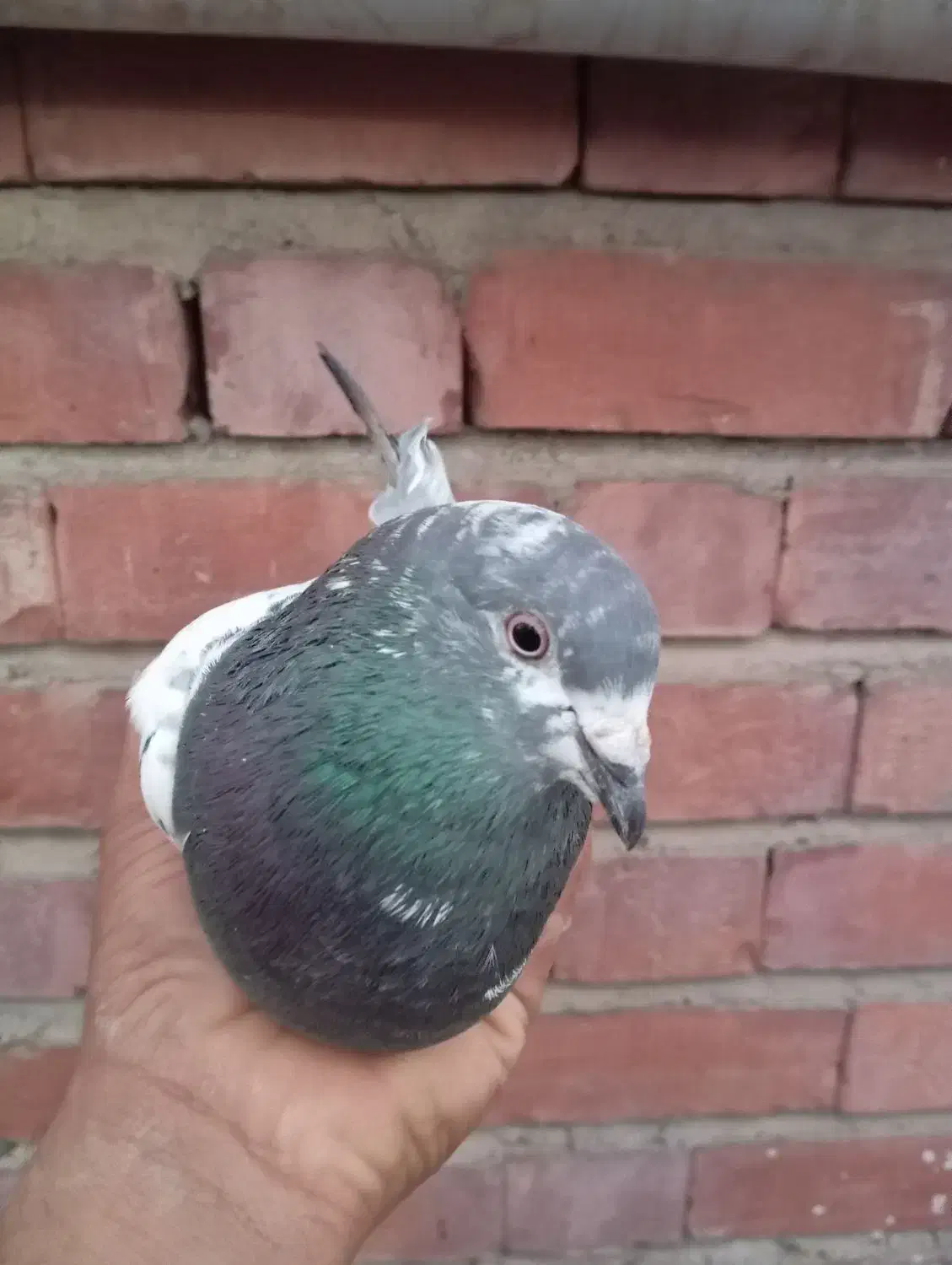 کله ای فروشی 300 عنبر آباد|پرنده|عنبرآباد, |دیوار