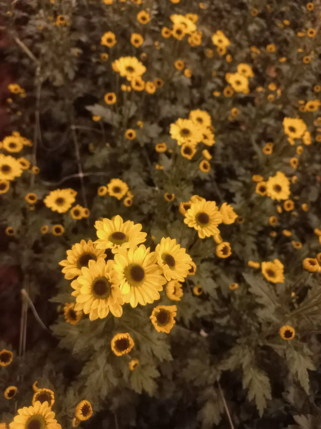 فروش انواع گلهای داوودی|گل و گیاه طبیعی|بادرود, |دیوار