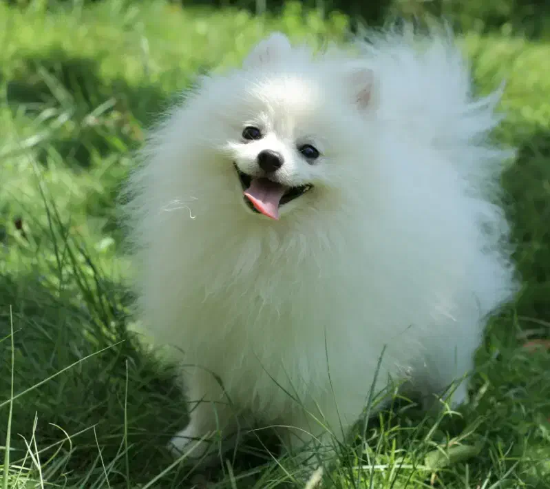 پامر|سگ|همدان, |دیوار