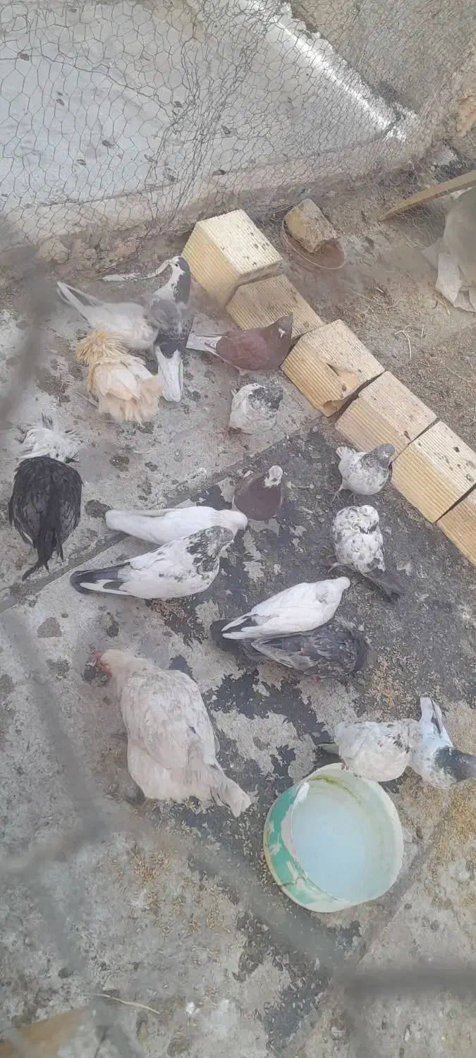 کبوتر|پرنده|پیر بکران, |دیوار