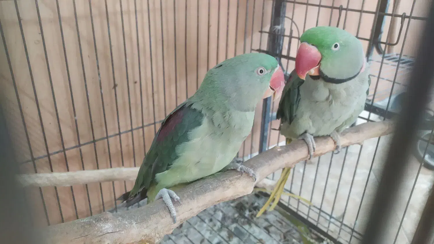 شاه طوطی مولد|پرنده|سمنان, |دیوار