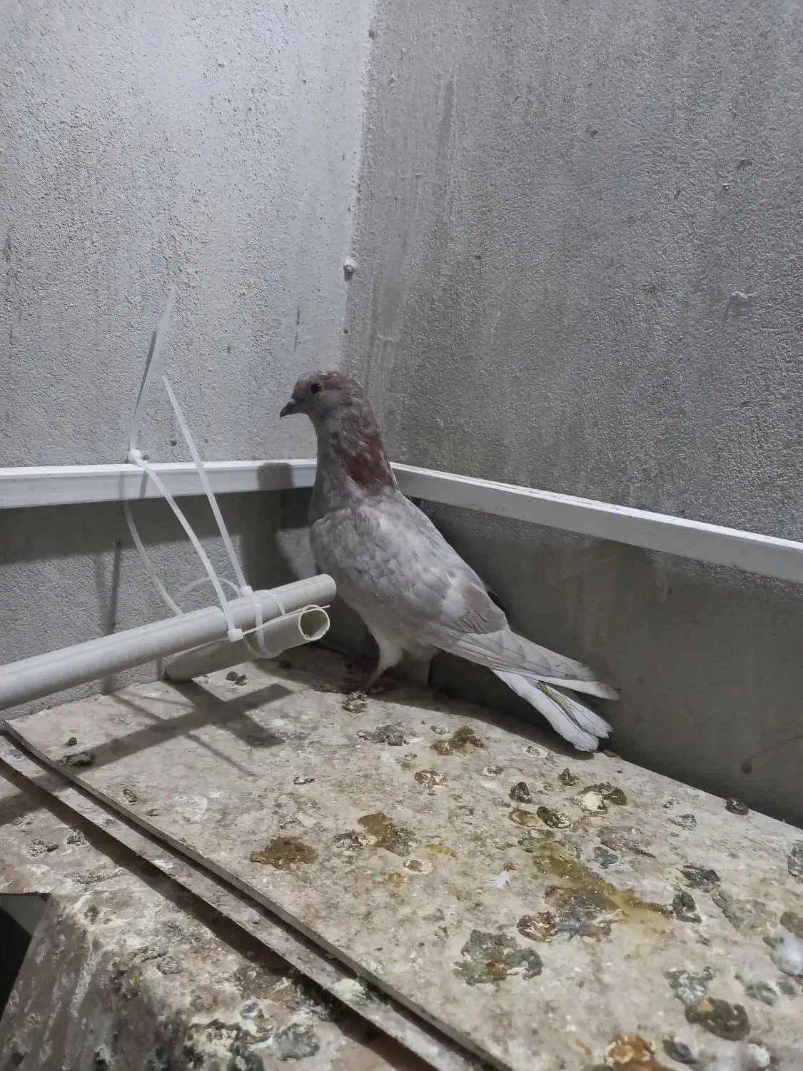 کبوتر|پرنده|گرگان, |دیوار