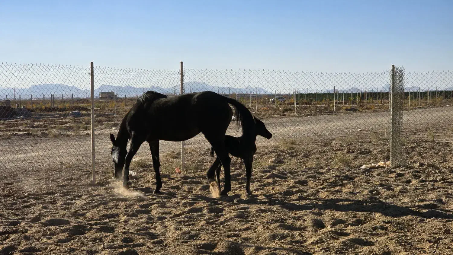 زمین در شاهین شهر با سند تک برگ و اقساط|فروش زمین و ملک کلنگی|شاهینشهر, شهرک میلاد|دیوار