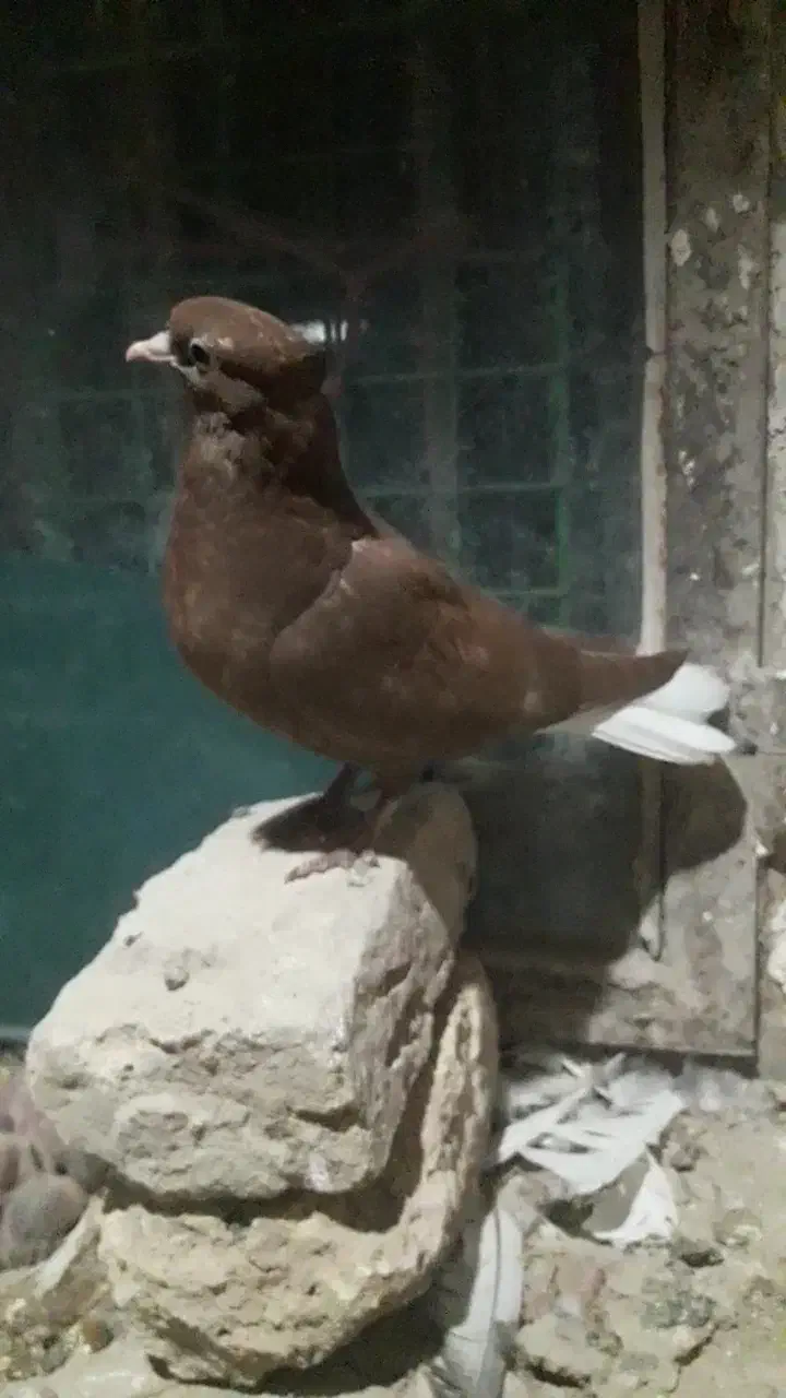 دم سفیدبدون رخ ۱۴ دم پاک|پرنده|چناران, |دیوار