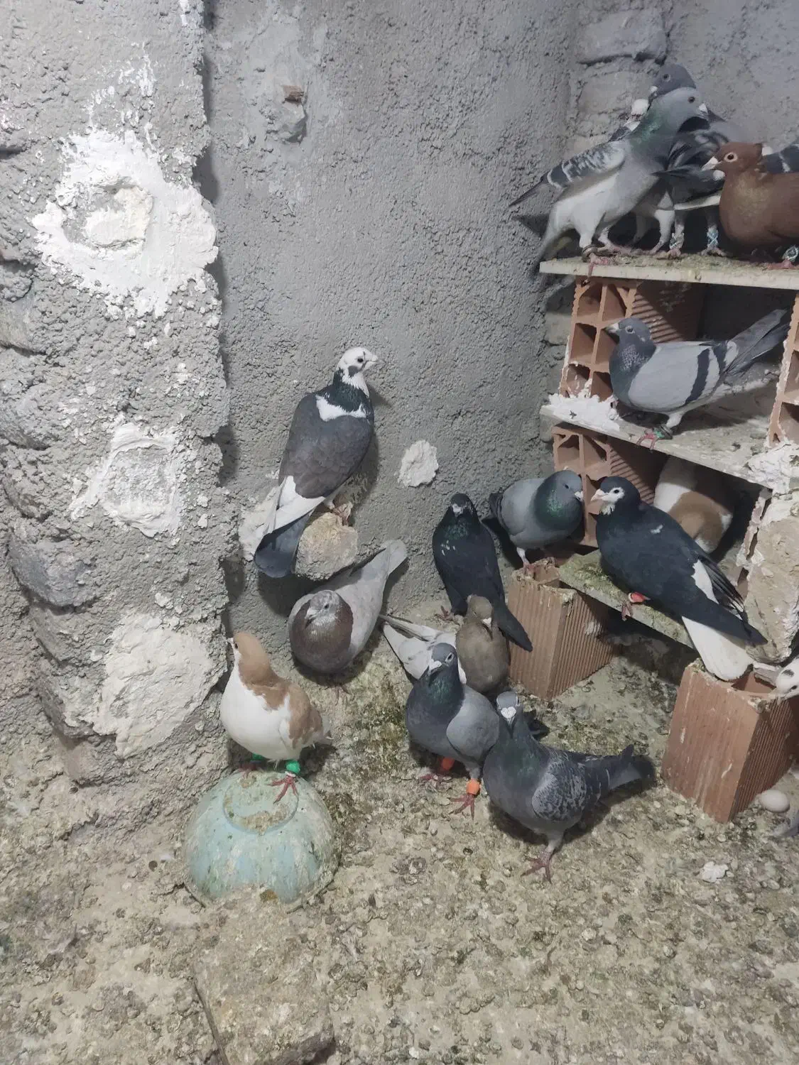 کفتر شهرستانی|پرنده|بومهن, |دیوار