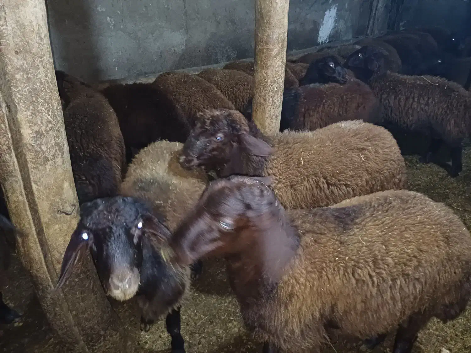 بره نر افشار 30عدد|حیوانات مزرعه|ماهنشان, |دیوار