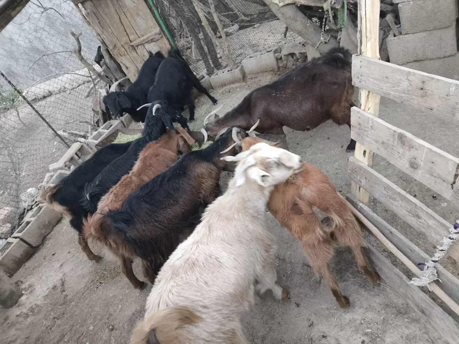 بز حیوانی|حیوانات مزرعه|چاروسا, |دیوار