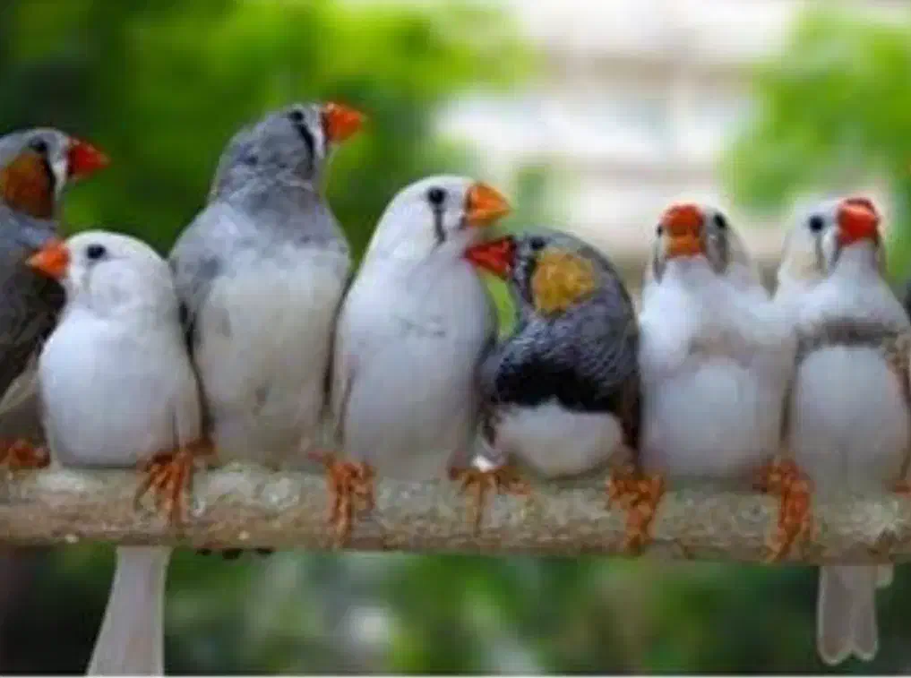 فنچ زبرا|پرنده|سیرجان, |دیوار