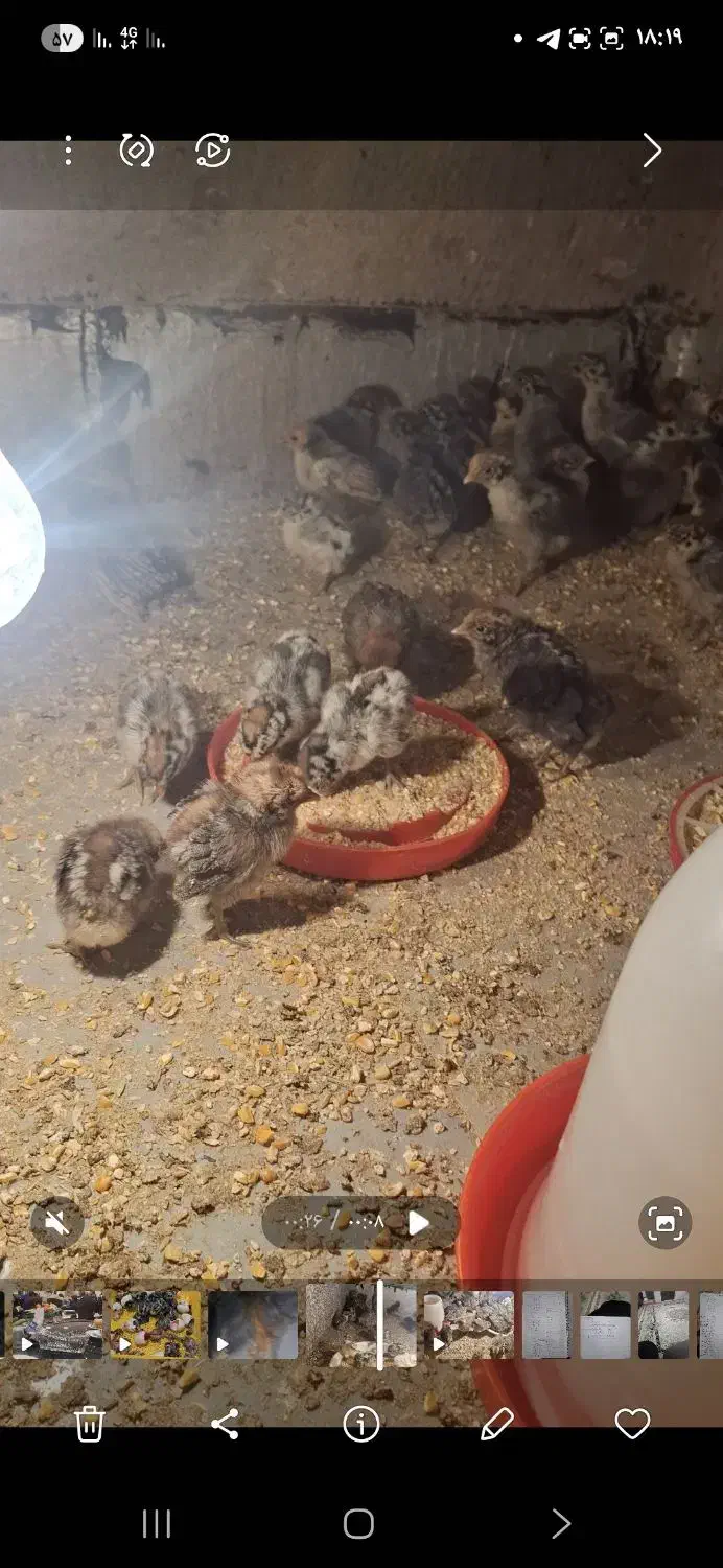 جوجه مرغ براکل|پرنده|یزد, |دیوار