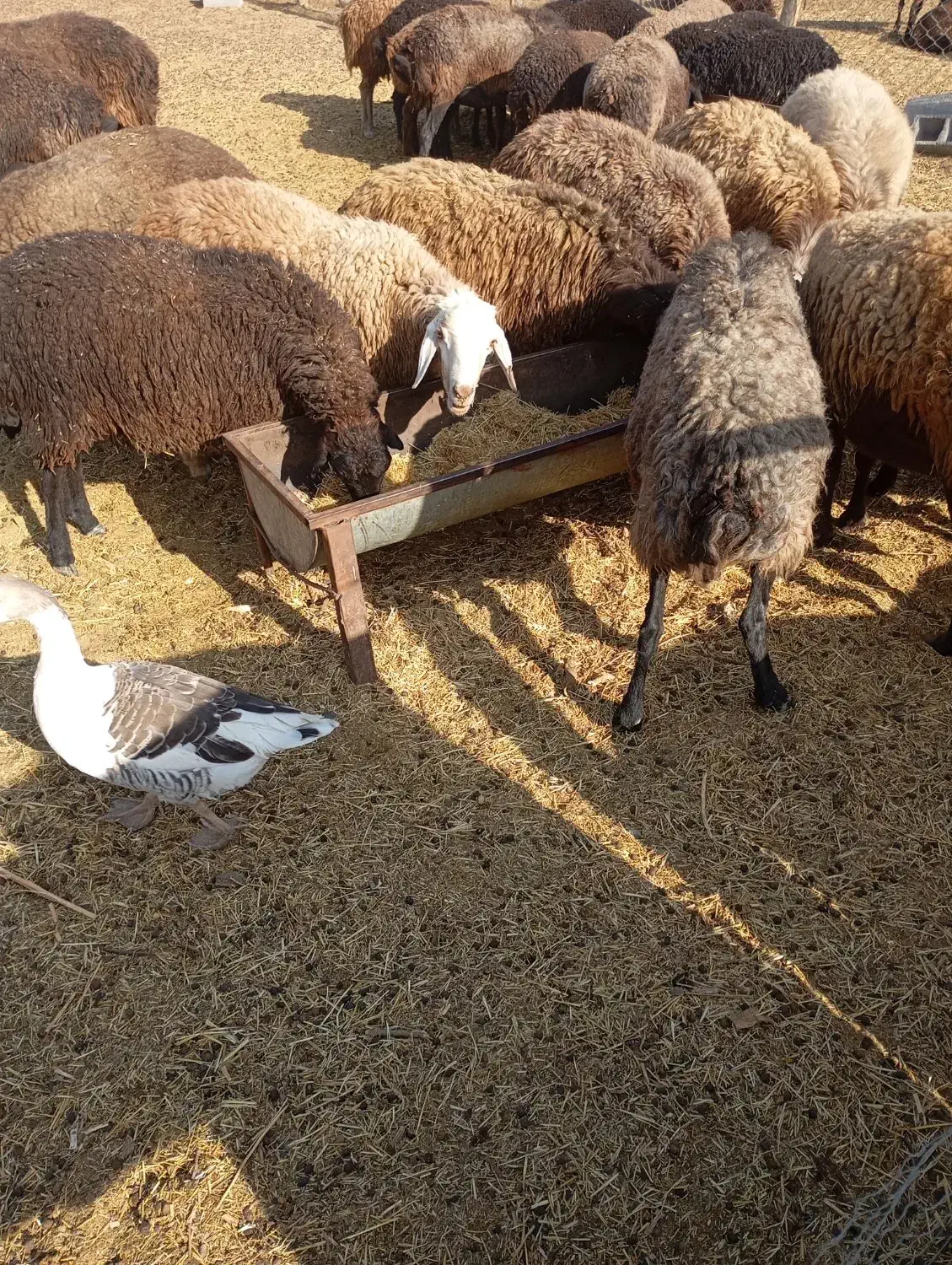 تعدادی میش،شیشک،بره نره،ماده|حیوانات مزرعه|صفادشت, |دیوار