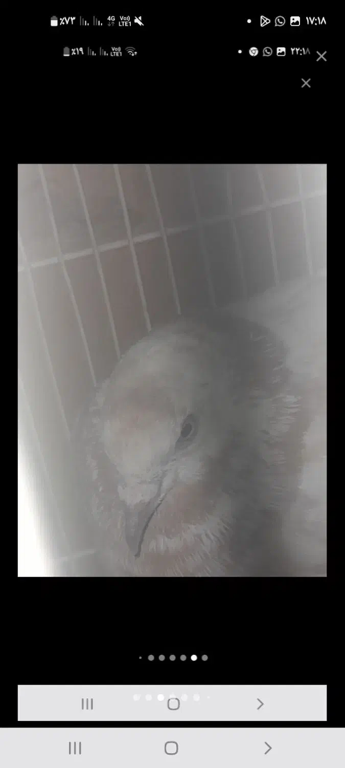 یک جفت کبوتر|پرنده|سراوان, |دیوار