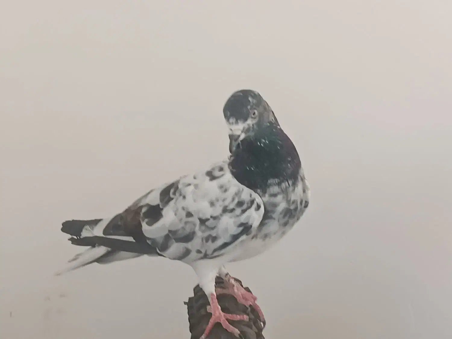 کبوتر شامی|پرنده|چابهار, |دیوار