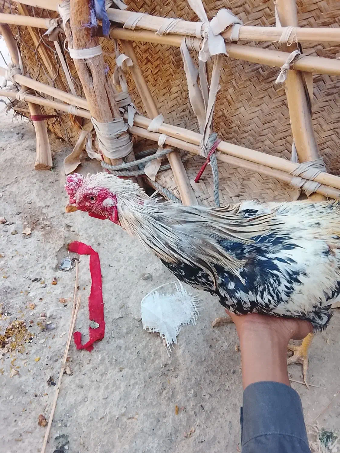 مرغ فروشی فوری ۴ عدد|حیوانات مزرعه|سراوان, |دیوار