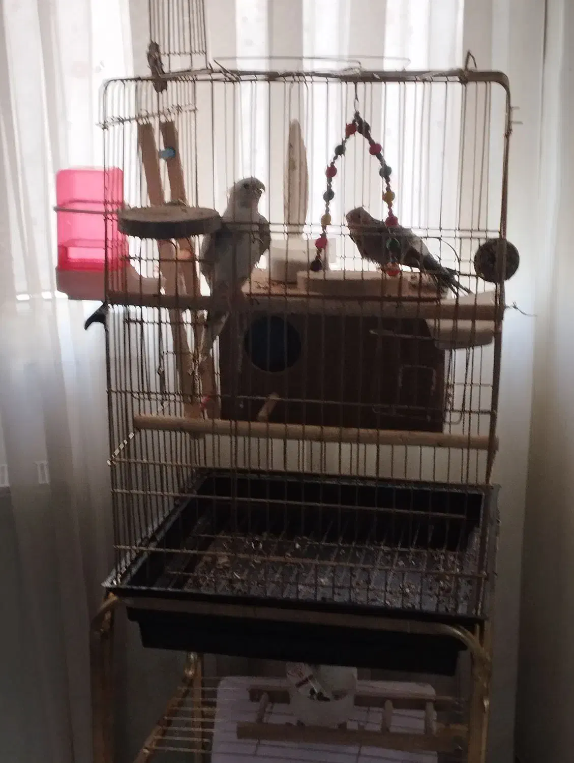 عروس هلندی یک جفت همراه با قفس وسایلاش|پرنده|رباطکریم, شهرک درخشان|دیوار