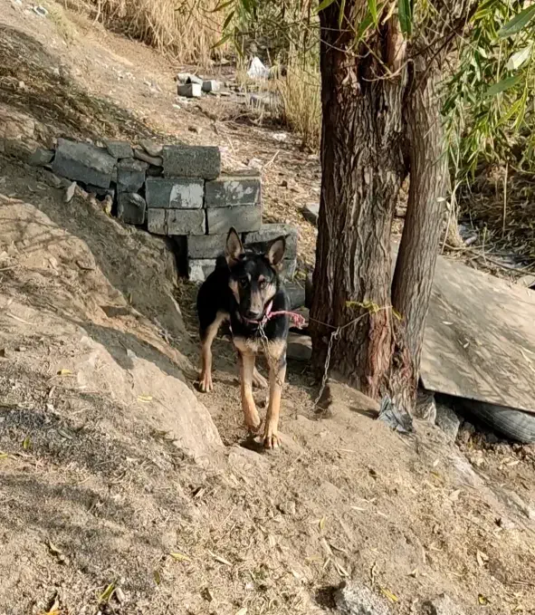 سگ ژرمن 7ماه جنسیت نر|سگ|مهاباد (آذربایجان غربی), |دیوار