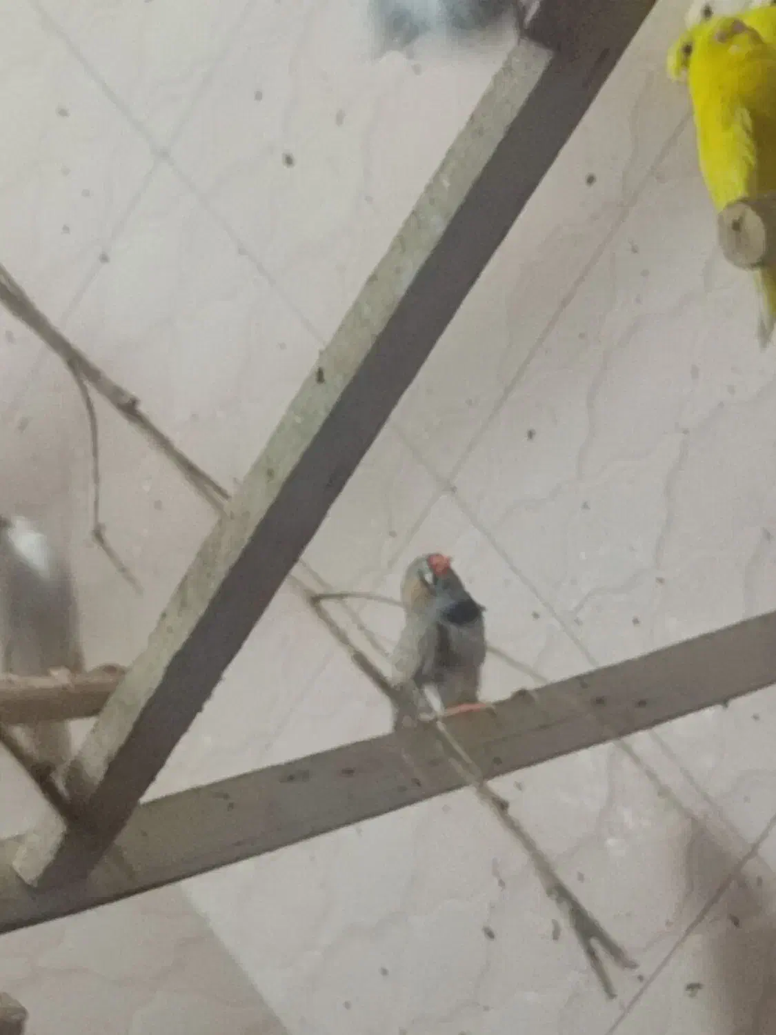 فنج زبرا|پرنده|بندر ماهشهر, |دیوار